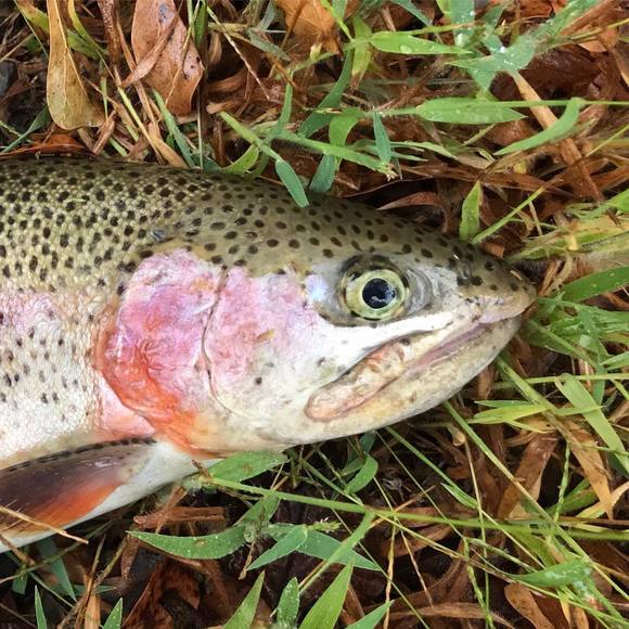 Meet your Posher, Kevin - Picture 1 of 1